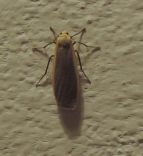 Insetto da identif. - Eilema sp., Erebidae Arctiinae